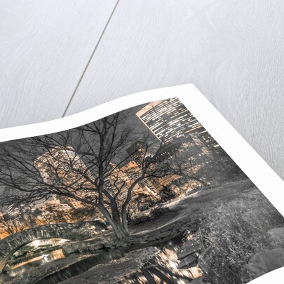 Central Park in New York City by Assaf Frank